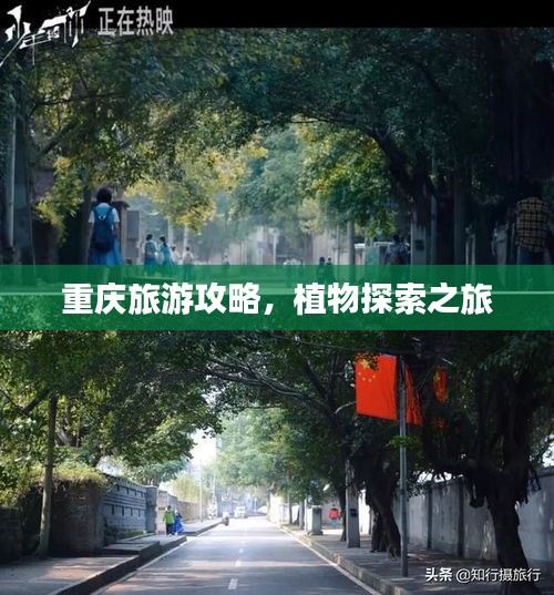 重庆旅游攻略，植物探索之旅