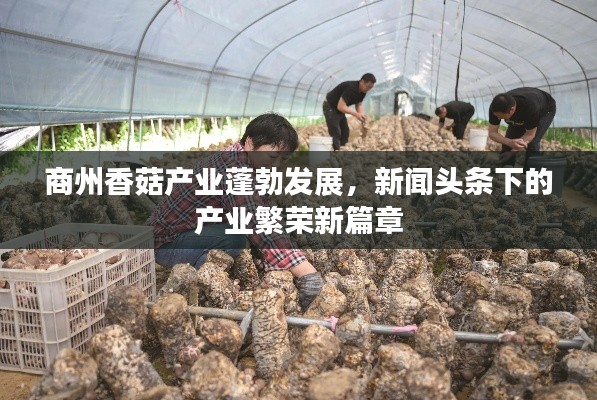 商州香菇产业蓬勃发展，新闻头条下的产业繁荣新篇章
