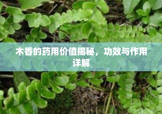 木香的药用价值揭秘，功效与作用详解