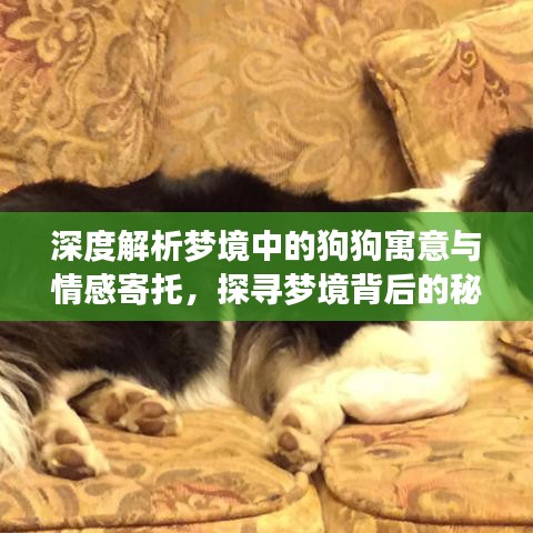 深度解析梦境中的狗狗寓意与情感寄托，探寻梦境背后的秘密！