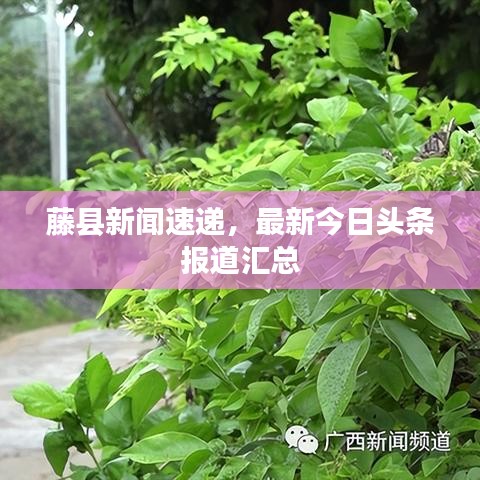 藤县新闻速递，最新今日头条报道汇总