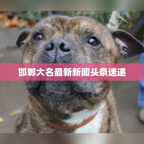 邯郸大名最新新闻头条速递