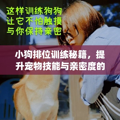 小狗排位训练秘籍，提升宠物技能与亲密度的实操指南视频