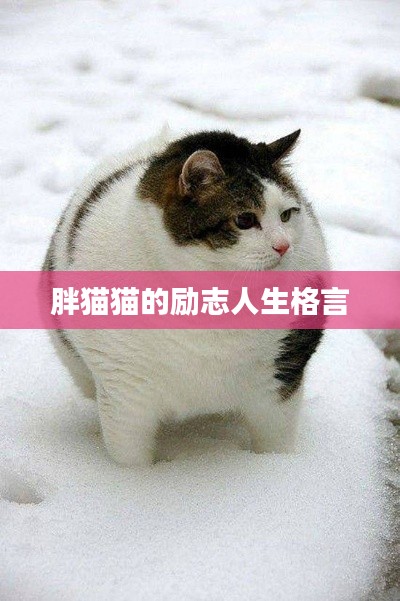 胖猫猫的励志人生格言