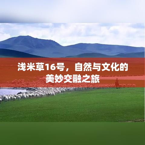 浅米草16号，自然与文化的美妙交融之旅