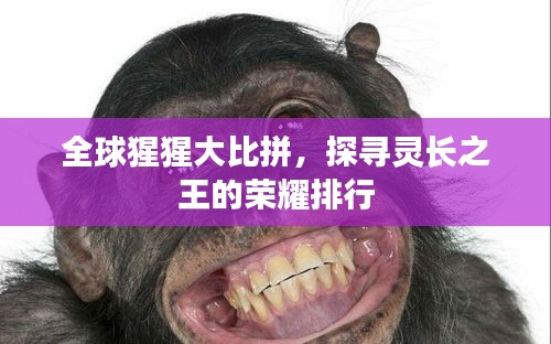 全球猩猩大比拼，探寻灵长之王的荣耀排行