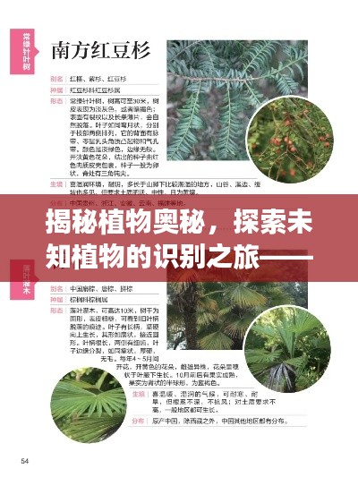 揭秘植物奥秘，探索未知植物的识别之旅——百度来帮忙！
